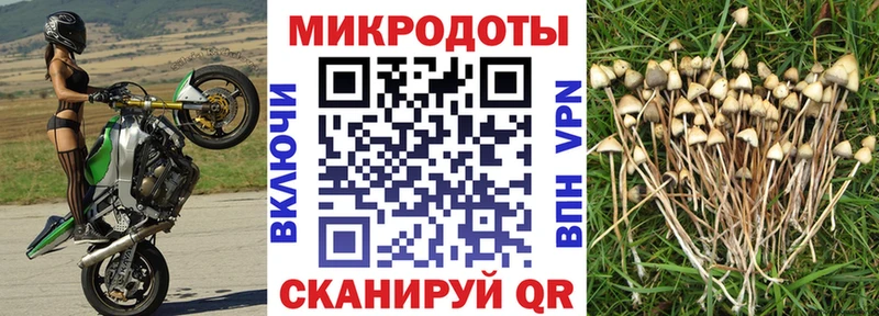 Псилоцибиновые грибы Cubensis  дарнет шоп  Афипский 
